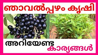 ഞാവൽ പഴം കൃഷി അറിയേണ്ട കാര്യങ്ങൾ  Njavalpazham Krishi [upl. by Aviv]