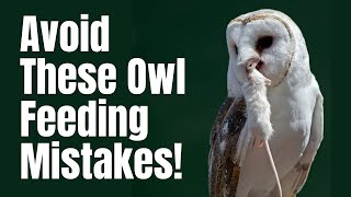 What Do Owls Eat  What To Feed Owls  Owls Diet  Expert Advice [upl. by Samuel]