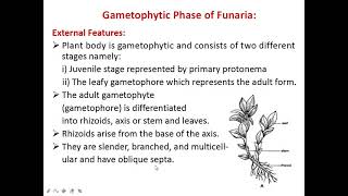 Funaria morphology Bryophyte [upl. by Farkas214]