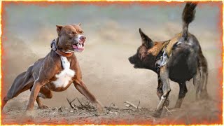 The Pitbull VS African Wild Dogs [upl. by Ateekahs]