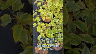 무늬 통조화 조이포에버 Stachyurus Praecox Joy Forever [upl. by Miarfe]