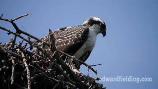 Osprey in nest  Fort Myers Florida [upl. by Clementia]