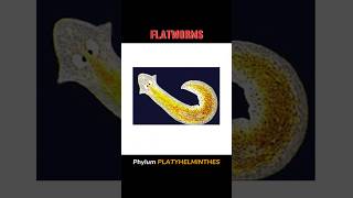 FLATWORMS flatworms  WHAT IS FLATWORM shortsviraltrending [upl. by Lukash]