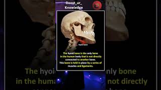 Hyoid Bone Fact [upl. by Ardiedal461]