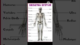 SKELETON SYSTEM  कंकाल तंत्र Anatomy and physiology  Human skeleton [upl. by Niveb108]