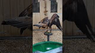 Birds Prey CentreBallochScotland [upl. by Pansy]