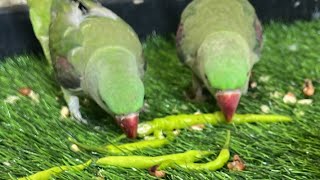 ★SSMM★ is live Parrots 🦜 Good Morning [upl. by Melburn]