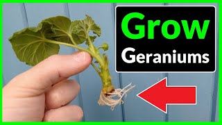 How to Grow Geraniums from Cuttings Complete Process [upl. by Cherye186]