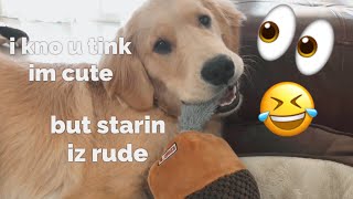 My Dog Doesn’t Like When I Stare At Him  Funny Golden Retriever [upl. by Onirefes]