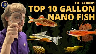 10 Gallon Titans The Top Nano Fish [upl. by Llywellyn]