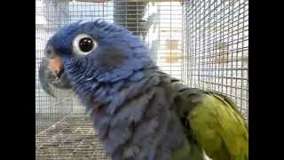 פיונוס ראש כחול בחוות quotקן תוכיquot ברמות מאיר Blueheaded Parrot [upl. by Walt]