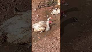 muscovy duck mating duck ❤️❤️❤️ducks [upl. by Bolan]