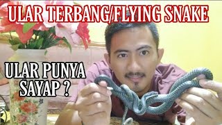 ULAR TERBANGFLYING SNAKE CHRYSOPELEA ORNATA [upl. by Durand]