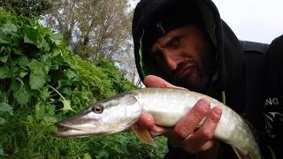 Baby broc à la cuiller en direct  MICH PÊCHE [upl. by Eerrahs]