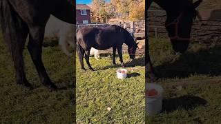 Life on a horse ranch preparing Morgan mare Arinidou for her trip to the USA [upl. by Hortensa]