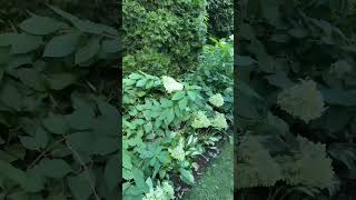 Labor Day 2024 Sideyard Panicle Hydrangeas shortsvideo shorts [upl. by Elkraps]