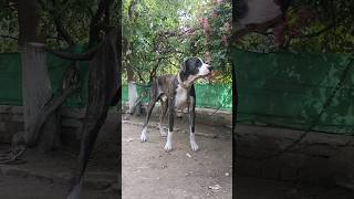 big bully dog  large size bully  sialdailyvlog  amaricanbully [upl. by Haneekas557]