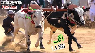 Attock bull race 792024 bull race in pakistan [upl. by Tjon]