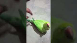 Tia Pakhi parrot 🦜🦜video viralvideo video shortvideo shortvideo [upl. by Lunt]