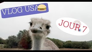 ATTAQUES PAR UNE AUTRUCHE DAILY VLOG ELYROSE USA J7 [upl. by Ennoryt718]