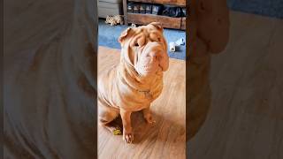 Shar pei  The story behind their wrinkled skin [upl. by Mihalco]