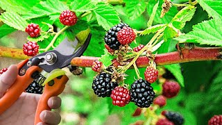 IF YOU RAISE BLACKBERRIES THIS VIDEO IS FOR YOU PrimocaneBlackberries PruningPrimocanes prune [upl. by Birk]