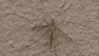 Giant Western Crane Fly Tipulidae Resting on Wall [upl. by Keare]