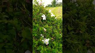 White gumamela flower in the Philippines [upl. by Cissej]