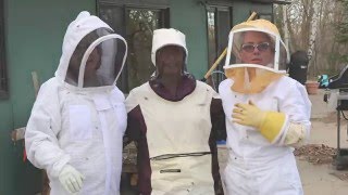 Picking up the Bees in Clearbrook Minnesota [upl. by Ifar]