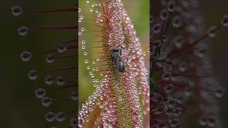 Sundew Drosera Nepenthes [upl. by Kho267]