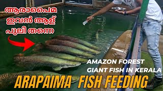 Arapaima fish feeding  Amazon Brazil fish in kerala Monster Fish Feeding [upl. by Perl45]