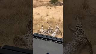 Leopard 🔥Fight🔥 wildlife safari tiger lion viralvideo shortsfeed shortvideo [upl. by Sharron]