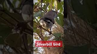 Silverbiill bird indian silverbill youtubeshorts [upl. by Roque]