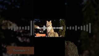 Terrifying bobcat sounds 🐱 shorts [upl. by Ynnot131]