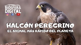 Halcón Peregrino  El animal más rápido del planeta [upl. by Sutit498]