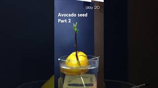 31 days in 15 sec  avocado seed time lapse part 2 [upl. by Enar]