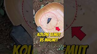 EKSPERIMEN KOLONI SEMUT VS POTONGAN MAGNET 🧲 eksperimen semut semutkecil semuthitam semutapi [upl. by Fawcett533]