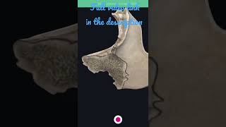 Individual Skull Bone  Zygomatic Bone anatomy bds headandneckanatomy osteology anstomy skull [upl. by Boland]