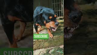 angry dog barking Compilationrottweiler angrydog funnyanimal angry funny angrypuppy videos [upl. by Aramot425]