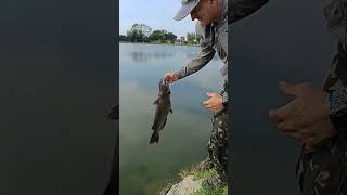 PESCE GATTO pescato a feeder col lombrico [upl. by Lesig]