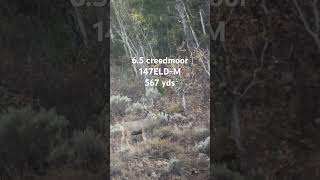 65 creedmoor vs mule deer [upl. by Suchta]