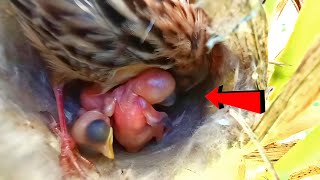 Zitting cisticola bird repairing the nest AnimalsandBirds107 [upl. by Ruthie]