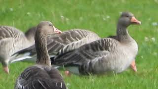 Hamburg Stadtparkda doğal ortamdaki yaban kazları hamburg stadtpark yabankazları [upl. by Pansy]