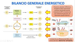 LA RESPIRAZIONE CELLULARE  Bilancio generale energetico [upl. by Anilam]