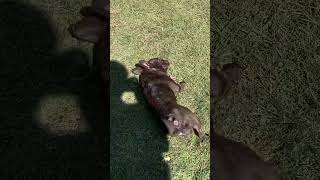 My dogs rolling around in the grass after a bath [upl. by Nanaek]