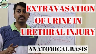 Anatomical Basis of Extravasation of Urine in Urethral Injury [upl. by Alessig865]