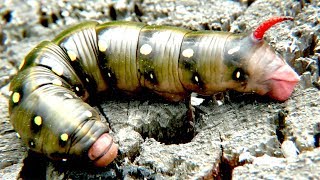 Крупная гусеница Бражника Larva of bedstraw hawkmoth [upl. by Eanrahs]