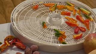 Drying Ghost Peppers [upl. by Osner]