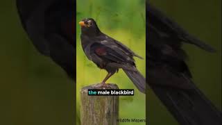 Unknown Facts about Blackbird 😱  Fascinating bird 🤯  facts viral ytstudio shorts amazingfacts [upl. by Helsell]