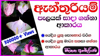 Anthurium wagawa sinhala  How to grow anthurium ඇන්තුරියම් වගාව මුල සිට Anthurium mal wagawa [upl. by Attelrahc]